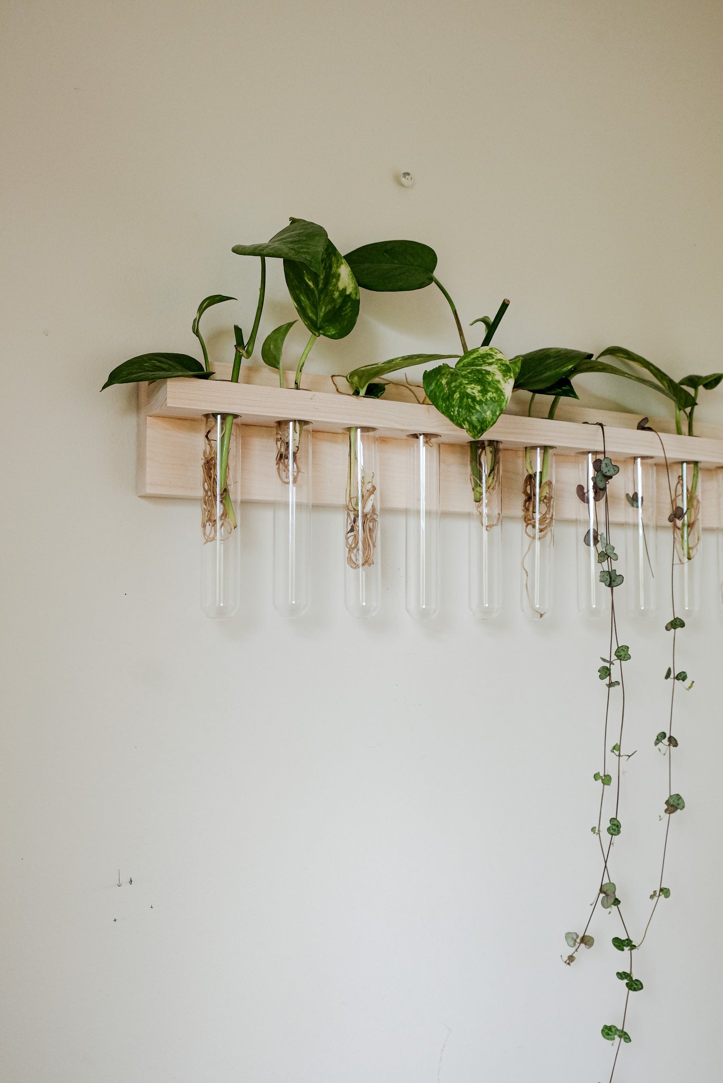 Wall Mounted Propagation station